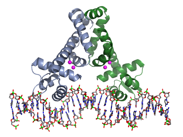 MntR-DNA