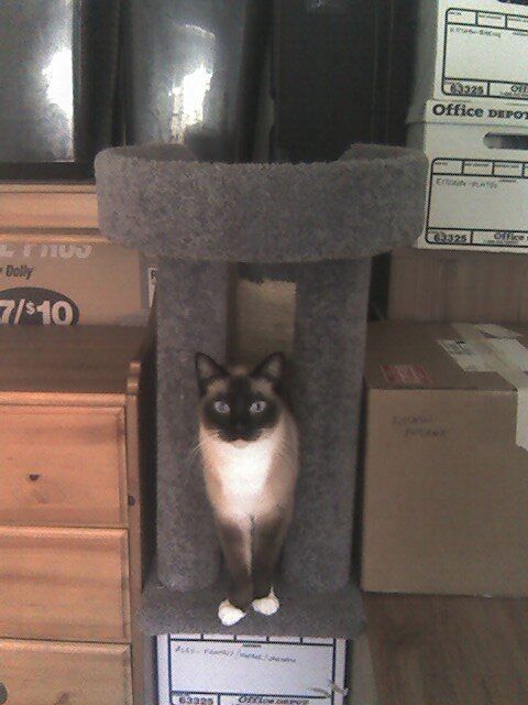 Cat on Box