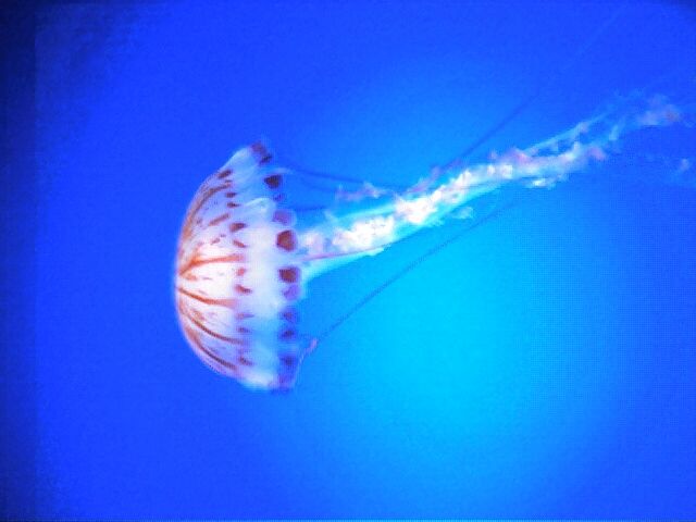 Jellyfish One