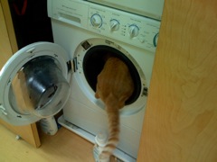 More than one way to wash a cat