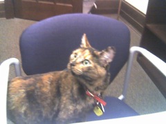 Office hours cat