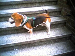Beagle!