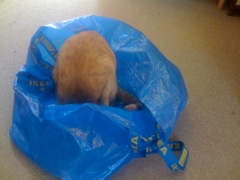 IKEA kitty